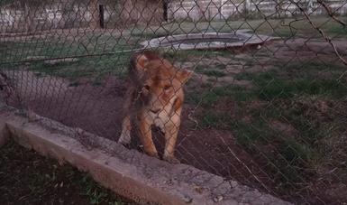 Mediante cateo la FGR asegura animales exóticos en Navojoa, Sonora.