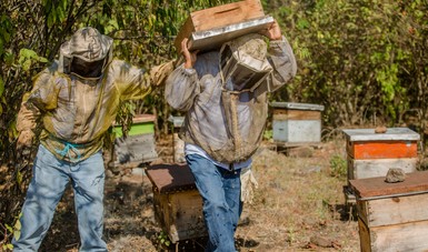 Crecen exportaciones de miel mexicana: Agricultura.