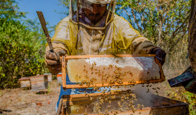 El inventario nacional supera las dos millones de colmenas y la producción anual de 58 mil toneladas de miel; la apicultura beneficia a más de 43 mil familias y genera fuentes de empleos, divisas e incremento en la producción agrícola.