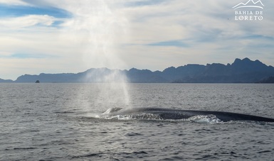 En 2019, se registraron alrededor de 20 ballenas azules dentro del Parque Nacional Bahía de Loreto