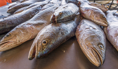 Garantizado el abasto de pescados y mariscos para la temporada de Cuaresma y Semana Santa 2021: Agricultura.