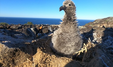 En enero y febrero de 2021 se realizó la importación a territorio nacional de los primeros 21 huevos fértiles y 9 polluelos de albatros patas negras, los cuales fueron llevados a la Reserva de la Biósfera Isla Guadalupe