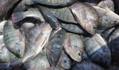 Siembran 30 mil crías de tilapia en nueve granjas acuícolas en el estado de Michoacán.