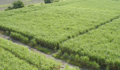 Se desarrolla una aplicación que busca innovar el sistema de seguimiento del cultivo de caña de azúcar, mediante la vinculación con equipos de análisis de planta, suelo, agua y ambiente.