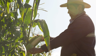 Estima Agricultura crecimiento de 2.6 por ciento en la producción de maíz grano en  año agrícola 2021.