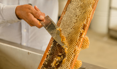 Prevén crecimiento de 22.4 por ciento en la producción de miel mexicana este año.