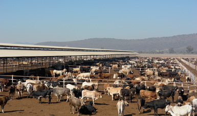 Repunta en mayo exportación de ganado en pie a Estados Unidos.