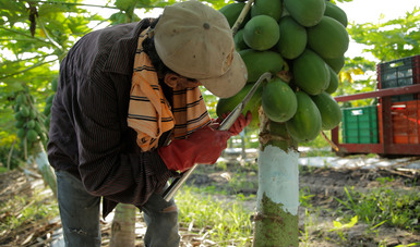 México, principal exportador de papaya en el mundo; crece producción 3.2 por ciento en 2020.