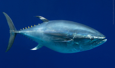 Establece Agricultura volumen de captura para atún aleta azul durante 2021.