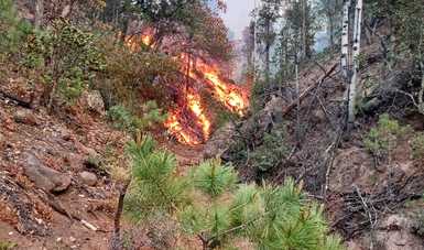 Paraje de bosque de pino donde se observa un incendio forestal