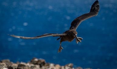 Vuela primer albatros patas negras