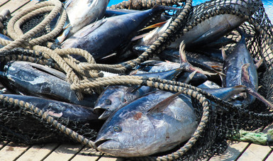 Establece Agricultura periodos de veda temporal 2021 para la pesca comercial de especies de túnidos en el océano Pacífico.