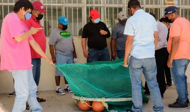 Se realizan en Mazatlán talleres sobre construcción y uso eficiente de Dispositivos Excluidores de Tortugas marinas 