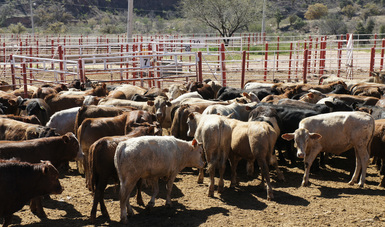 Acuerdan México y Estados Unidos protocolo para movilización de ganado de alto registro certificado.