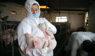 Refuerza Agricultura acciones de protección de México ante la presencia de Peste Porcina Africana en República Dominicana.