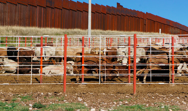 Entra en vigor acuerdo de movilización de ganado de alto registro entre México y Estados Unidos.