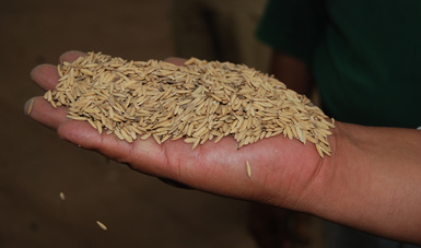 Crecerá 15 por ciento la producción de arroz en el año comercial 2021: Agricultura 