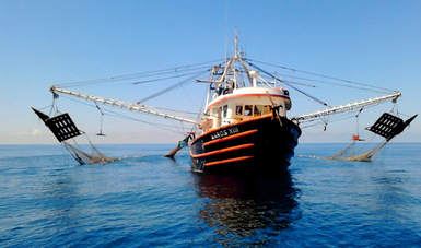Anuncia Agricultura levantamiento de veda para la pesca de camarón en el océano Pacífico.