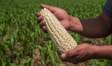 Garantizado el abasto de maíz cacahuazintle, el alma del tradicional pozole  mexicano | Secretaría de Agricultura y Desarrollo Rural | Gobierno 