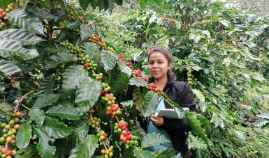 Apoya Agricultura, a través de Producción para el Bienestar, a 219 mil productores de café en 2021.