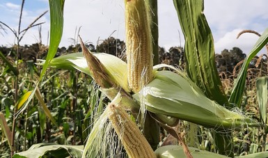Se esperan resultados con 27 diferentes tipos de maíz que fueron sembrados, los cuales son evaluados en sus características genéticas y fisiológicas y de ellos se van a seleccionar los que mejores palomitas produzcan.