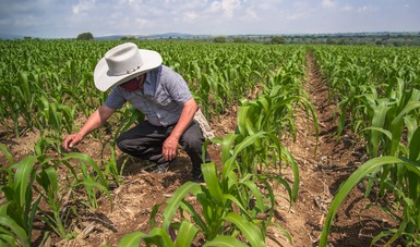 El secretario Víctor Villalobos exhortó a aprovechar la oportunidad que presenta la agricultura nacional ante el buen temporal y los buenos precios de los granos y reinvertir en insumos, maquinaria e infraestructura.