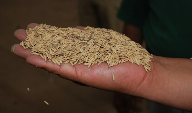 Anuncia Agricultura aumento en Precios de Garantía para granos, en apoyo a pequeños productores.