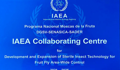 Renuevan Agricultura y Organismo Internacional de Energía Atómica alianza para combatir plagas de moscas de la fruta.