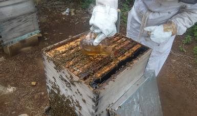 Desarrolla Agricultura suplemento proteínico a base de plantas para alimentación de abejas.