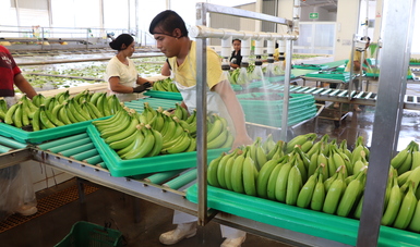 México, autosuficiente en producción de plátano: Agricultura.