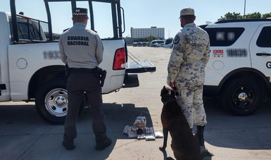 Ejemplares caninos de la Guardia Nacional detectan 
pólvora comprimida en empresa de mensajería en Culiacán
