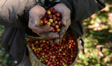 Con el proyecto Fondo Visión Cero “Seguridad y salud en el trabajo en las cadenas de valor del café”, se avanza para lograr cero accidentes y enfermedades graves y fatales relacionadas con el trabajo en las cadenas de suministro de este grano en México.