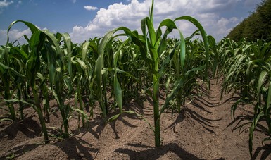 Alrededor de 500 hectáreas de municipios del norte tamaulipeco estarán involucradas en el esquema. La empresa Gruma adquirirá la totalidad de maíz que cumpla con niveles mínimos de aflatoxinas.