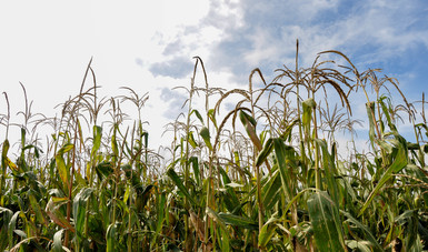 Anuncia Agricultura nuevo precio de garantía para pequeños productores de maíz en el 2022.