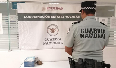 Guardia Nacional rescata a tortuga dentro de maleta en Aeropuerto de Mérida