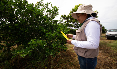 Desarrolla México investigación para afrontar efectos del cambio climático en la agricultura.