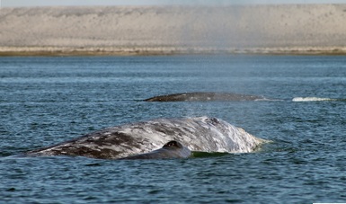 Se espera mejore la afluencia de turistas para la observación de ballenas