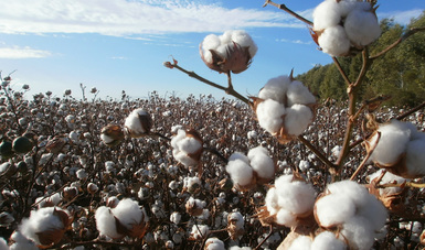 En los últimos 20 años, los productores algodoneros mexicanos han dejado de aplicar más de 667 toneladas de productos químicos.
