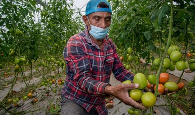 Crece 2.7% sector primario de México en 2021: Agricultura