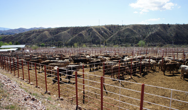 Revalida la Organización Mundial de Sanidad Animal el trabajo preventivo de México contra la enfermedad de las vacas locas.