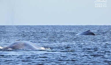 La Bahía de Loreto es un sitio ideal para el avistamiento de ballena azul 
