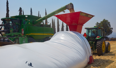 Silos bolsa, una alternativa de almacenamiento de granos para productores de pequeña escala del país.