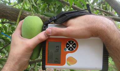 Los dispositivos podrán ser utilizados para todas las zonas productoras de mango Ataulfo, Tommy Atkins, Kent y Keitt en México y otros países que los cosechen.