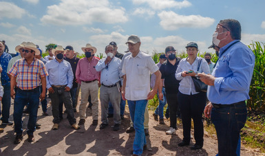 Registra resultados positivos la producción de maíz con prácticas agroecológicas en Sinaloa.
