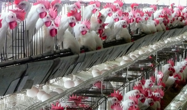En México se producen al año mil 758 millones de pollos, de tal manera que la afectación por este evento es de 0.003 por ciento de la producción, por lo que está garantizado el abasto de productos avícolas.