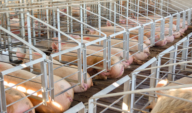 El estatus sanitario que ostenta la ganadería nacional permite abrir cada vez más mercados a los porcicultores mexicanos