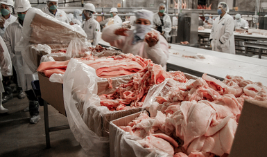 Incrementa México exportación de cárnicos de porcino a Estados Unidos.