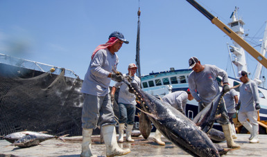 Establece Agricultura volumen máximo de captura de atún aleta azul en tres mil 824 toneladas para este año.