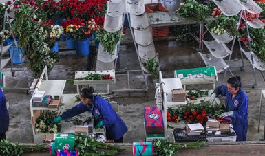 El abasto de flores ornamentales está garantizado con tres mil 880 millones de piezas de crisantemo, rosa, gladiola, lilium, gerbera y girasol, producidas al cierre del ciclo agrícola 2021, informó la Secretaría de Agricultura y Desarrollo Rural.