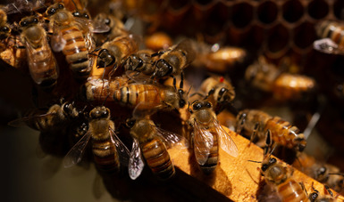 La cosecha de miel principalmente tiene lugar en el sureste del país, en entidades como Yucatán, Campeche, Quintana Roo y Chiapas; actualmente hay alrededor de 43 mil apicultores en todo el territorio nacional, registrados en 508 asociaciones ganaderas.